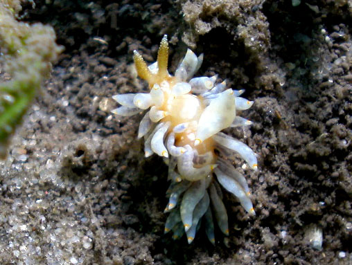 Spurilla australis